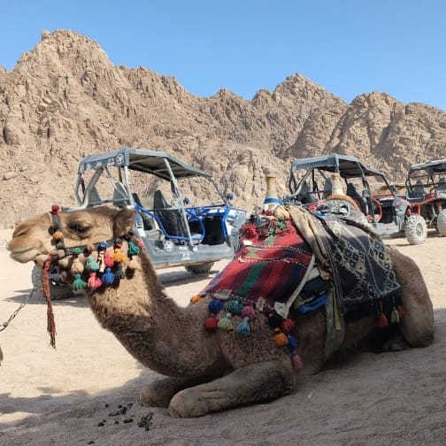 Sharm El Sheikh Safari Tours Quad Runner, Dune Buggy, Camel Ride, Bedouin Dinner, stargazing