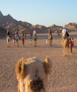 Cammellata escursioni nel deserto a Sharm El Sheikh