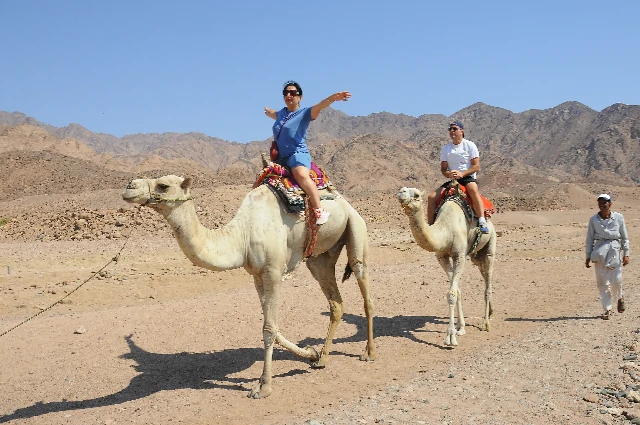 camel ride sharm el sheikh