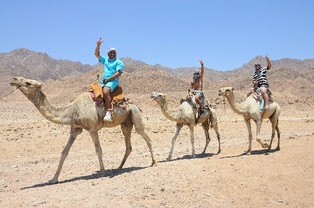 camel riding sharm el sheikh