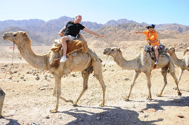 sharm el sheikh camel ride